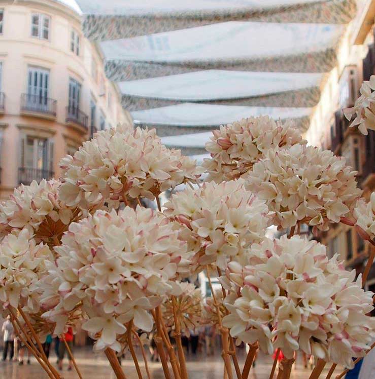 La biznaga, el símbolo de Málaga