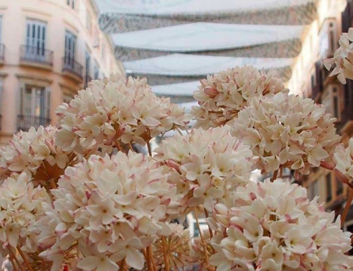 La biznaga, el símbolo de Málaga